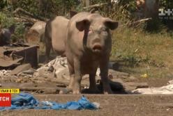 Около сотни диких свиней держат в страхе село на Полтавщине (видео)
