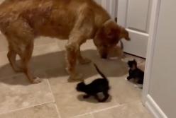"Откуда вы взялись?" Реакция огромного пса, которого окружили 4 котенка (видео)