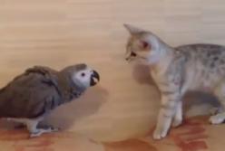 Наглый попугай не дает покоя коту: дразнит и тянет за хвост (видео)