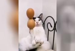 Ловкая кошка удержала на лапке сразу два яйца (видео)
