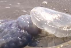 Ядовитые медузы заполонили пляжи Одессы: некоторым отдыхающим понадобилась скорая (видео)