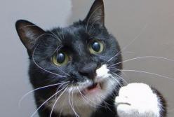 "Поиграй со мной!": котик требует внимания! (видео)