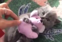 Котенок не захотел расставаться с любимой игрушкой и рассмешил Сеть своей «яростью» (видео)