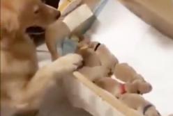 Собака качает своих щенков в настоящей колыбельке (видео)