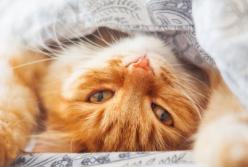 У каких котов есть веснушки? (видео)