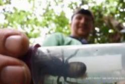 Настоящий гигант: в Индонезии обнаружили самую большую пчелу в мире (видео)