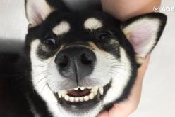 Самые смешные собаки (видео)