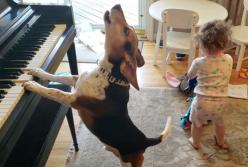 Собака, которая не только поет, но и сама играет музыку (видео)