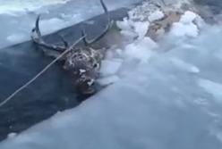 Как люди спасали замерзшего оленя (видео)