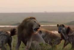 Самые сильные кровные враги: животные, которые страшно ненавидят друг друга (видео)