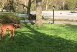 Находчивая белка перехитрила собаку (видео)