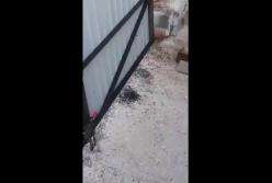 Популярный украинский курорт заполонили черви, которые едят даже бетон (видео)