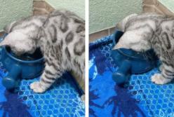 Сеть насмешил котенок, разозлившийся на «мокрую» воду (видео)