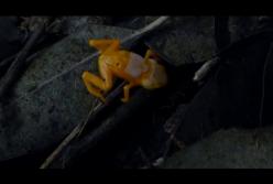 Лягушки-"лампочки": обнаружен редкий вид со светящимся скелетом (видео)