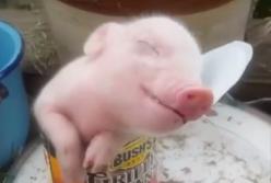 Поросенок уснул в консервной банке (видео)