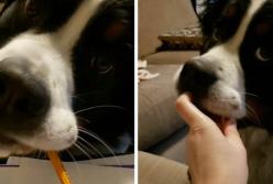 Сеть умилила собака, мешающая хозяйке делать уроки (видео)