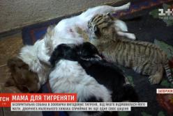 В Запорожье собака выкармливает брошенного тигренка (видео)