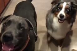 Реакция собак на открывающийся холодильник (видео)
