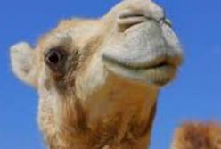 Два наглых верблюда залезли мордой прямо в салон авто (видео)