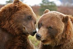 Медведи в зоопарке подрались из-за мороженого (видео)