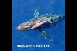 20 минут после рождения: посмотрите редкие кадры новорожденного китенка (видео)