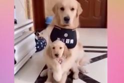 Эта собака готова на все, защищая своих щенков (видео)