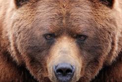 Самые гигантские животные на Земле (видео)