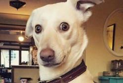 Неожиданная реакция собаки на кадр из мультика "Король лев" (видео)