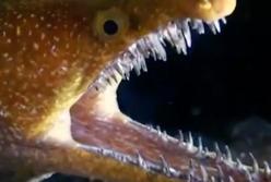 Их страшные зубы загнуты вовнутрь: никогда не прикасайтесь к ним на пляже (видео)