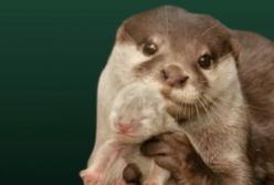 Как белки могут высаживать тысячи деревьев в год? (видео)