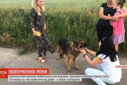 Невероятная история возвращения похищенной овчарки домой (видео)