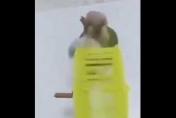 Попугай устроил хомяку подготовку в космос (смешное видео)