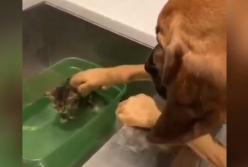 Пес неуклюже погладил котенка (видео)