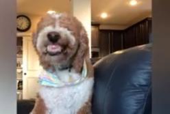 Улыбающиеся собаки (смешное видео)