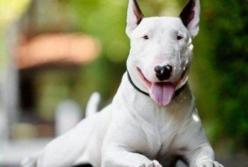 Самая воспитанная собака в мире (видео)