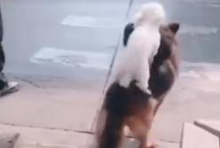 "Все на борт!": пес перевез своих друзей через дорогу (смешное видео)