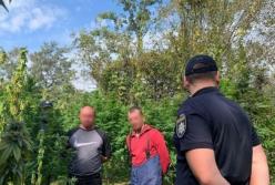 На Закарпатье обнаружили охраняемое поле конопли (видео)