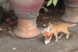 Сеть насмешил кот, который нес пакет с шашлыком (видео)