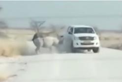 Носорог атаковал авто с туристами со всего разбега (видео)