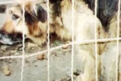 Реакция собаки на освобождение: целых 10 лет на цепи (видео)