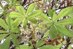 В Днепре опять расцвели каштаны, второй раз за год (видео)