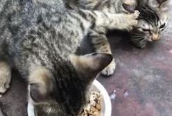 Кот, который не хочет делиться едой с другом (видео)