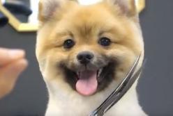 Собака, которая всегда улыбается, чтобы с ней ни делали (видео)