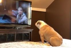 Бульдог смотрит фильм ужасов, не отрываясь: лает в самые страшные моменты (видео)