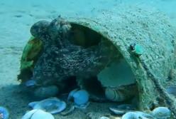 Одержимый осьминог чистит свой домик домик от ракушек (видео)