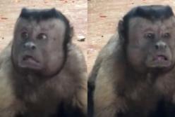 В китайском зоопарке показали загадочную обезьяну (видео)