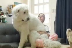 Огромный пес думает, что он вовсе щенок (видео)