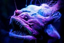 В Индийском океане обнаружили самое странное существо на Земле (видео)