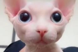 Котенок, который похож на инопланетянина, стал звездой соцсетей (видео)