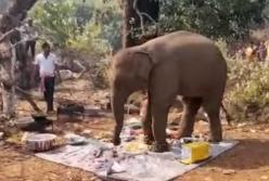 В Индии слон прогнал людей с пикника и съел еду (видео)